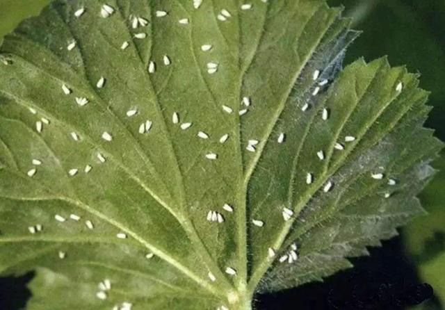 预防植物生虫可以用什么药,植物长虫可以用消毒水喷吗