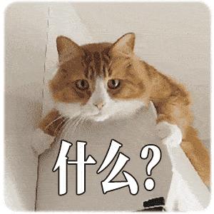 猫一般一顿吃多少猫粮,猫粮和猫罐头怎么吃科学合理