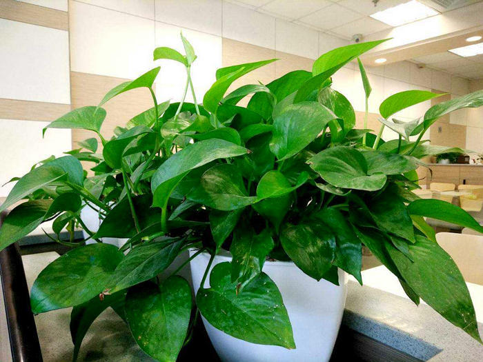 绿萝怎样养得又黑又亮叶片肥厚,水培绿萝水里可以少放点绿叶宝吗