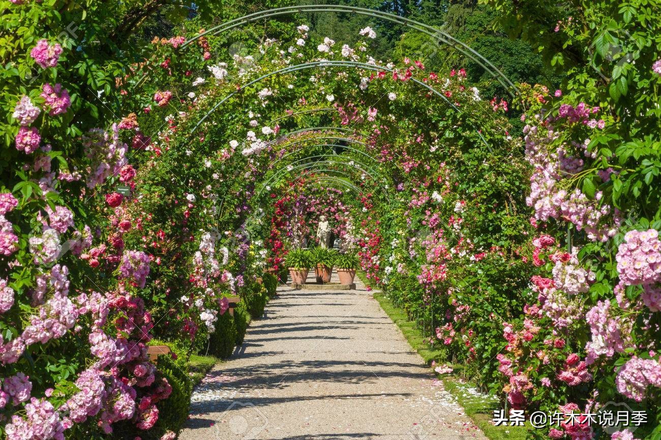 月季为什么黄叶带斑,月季浇水过多黄叶如何挽救