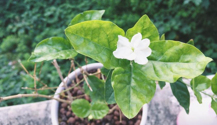 茉莉花可以用什么肥,茉莉花可以施什么肥