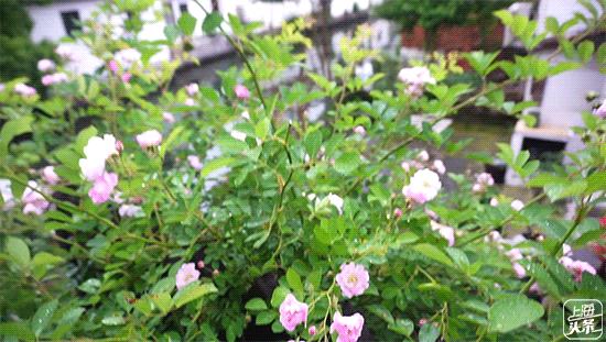 生日当天上海免费景点,上海网红打卡地点景点免费