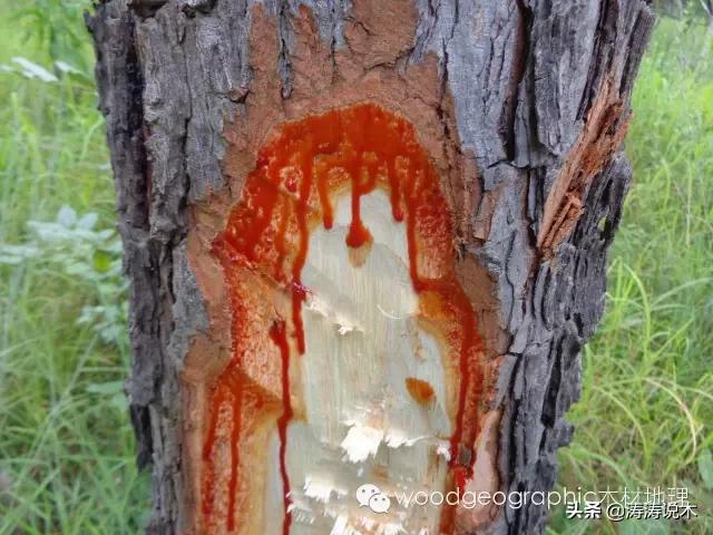 安哥拉紫檀——南部非洲优质树种