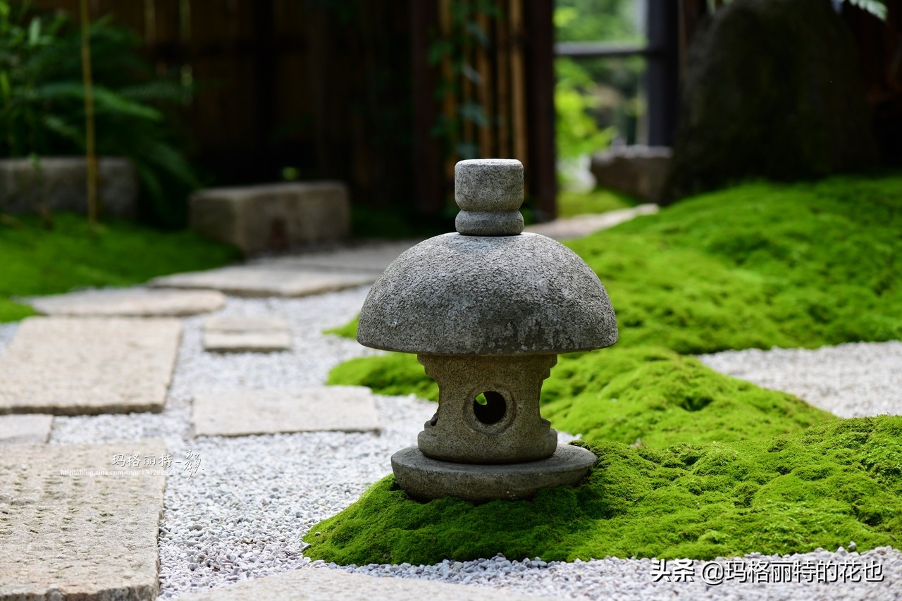 种植苔藓养护方法,苔藓怎么养护才能长得好