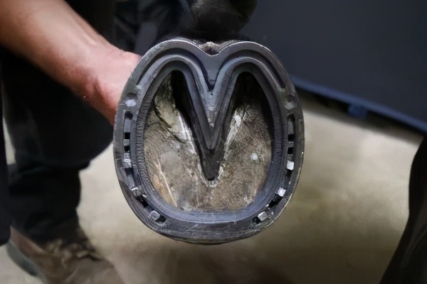 蹄腐病的治疗,腐蹄病用什么药效果好