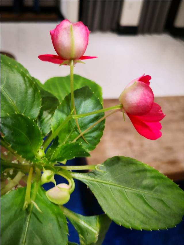 西宁之夏丨遇见美丽的凤仙花