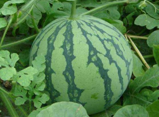 西瓜根部叶黄怎样治,西瓜老叶黄边怎么治疗