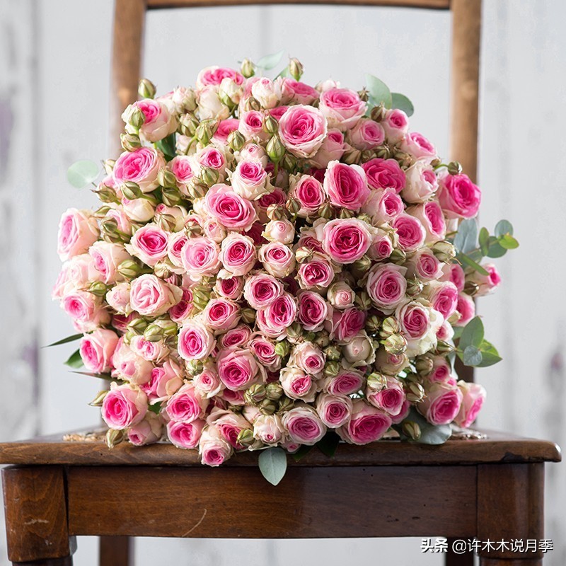 阳台最好养的月季品种推荐,四季开花最好养最好看的月季