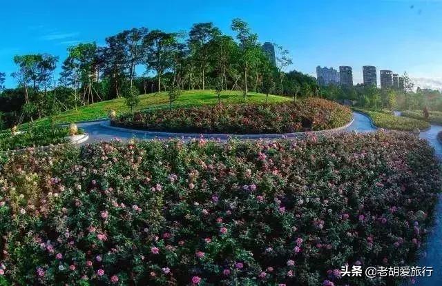 深圳周末春游好去处,深圳春游赏花去哪里好