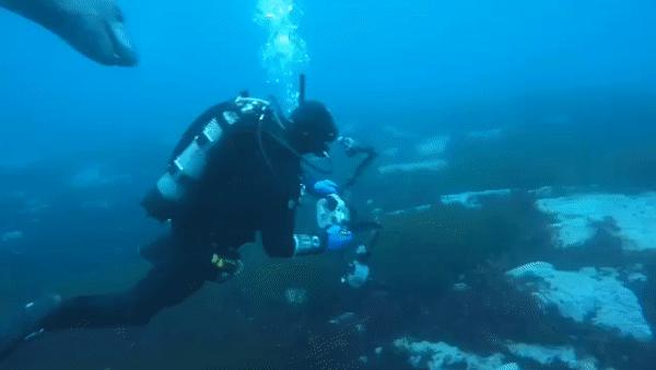 73岁老人被狼追杀,人类被鲨鱼猎杀的惊恐瞬间