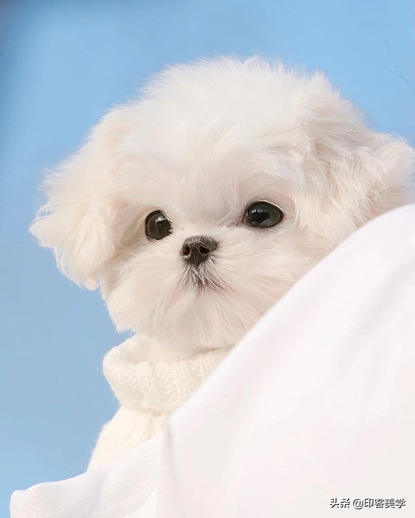 “萌物”，正在掏空年轻人的钱包