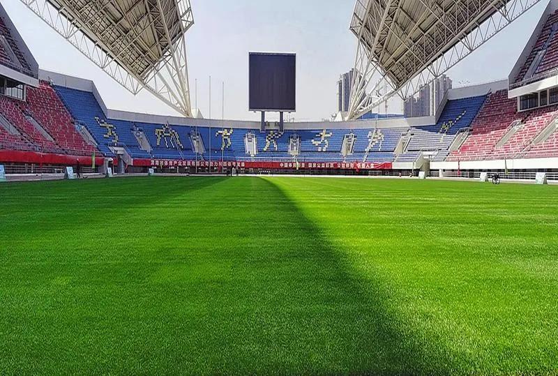 托起“产业兴体”之梦——渭南西北足球草坪培育基地项目走笔