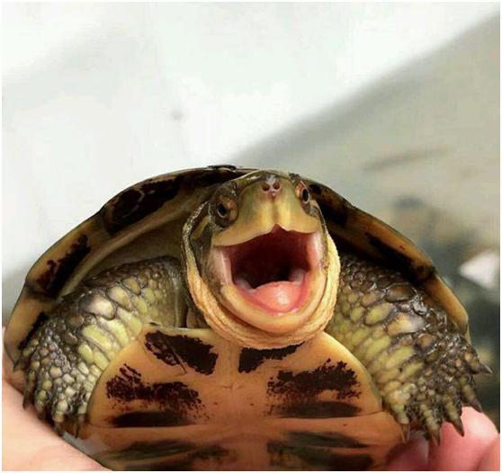 国龟成长记,国龟之草龟