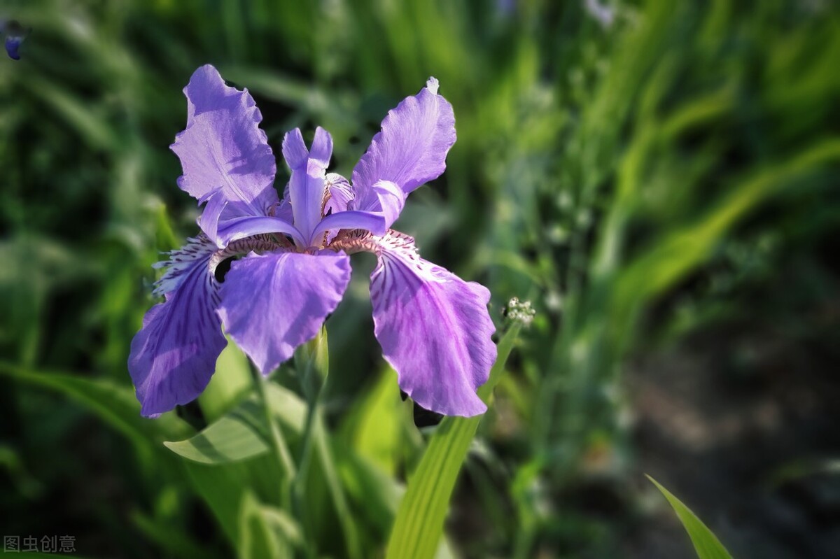 园林人需要知道的85个花卉知识,园林花卉的种类及图片