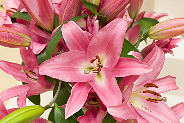 盆栽百合冬天可以挖出来埋地里吗,已经发芽的百合冬天怎么过冬