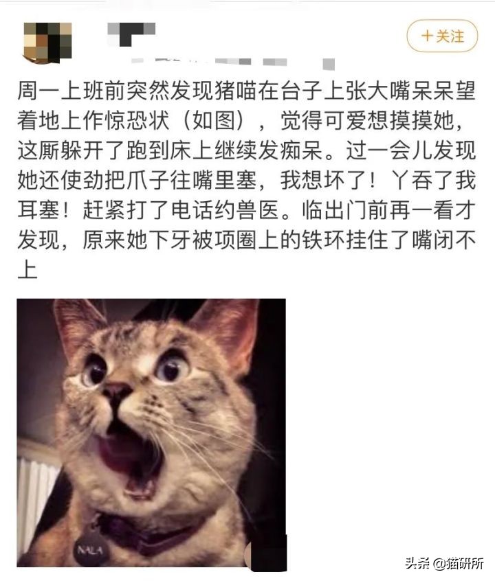 猫咪项圈对人有没有危害,猫咪项圈对猫咪有危害吗