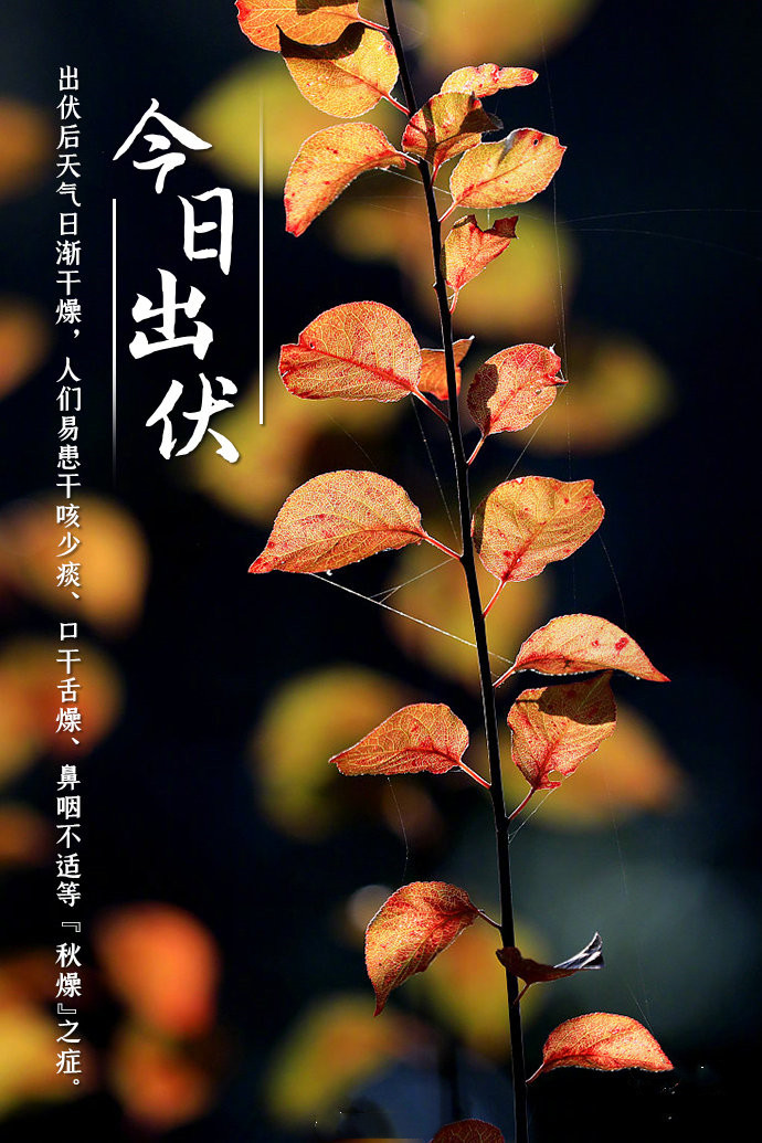 今日入伏养生艾灸,今日入伏如何灸