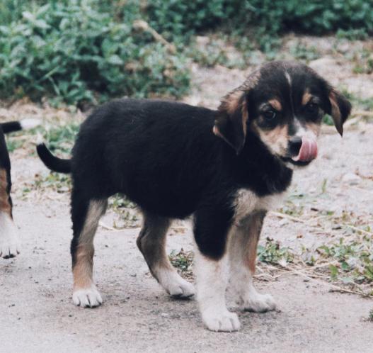 狗狗爪子受伤用什么药,狗狗的爪子受伤了怎么处理