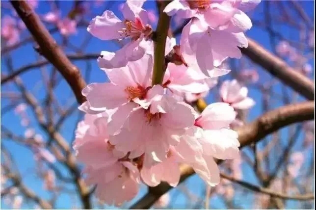 鑸屽皷涓婄殑缇庡懗瀵绘壘,鑸屽皷涓婄殑灞辩弽鍛抽亾