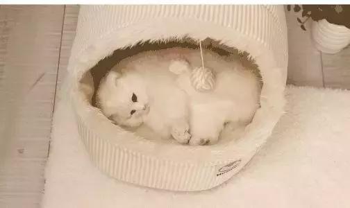 家里养猫但不碰猫也会得猫癣吗,猫得了猫癣怎么治好得快