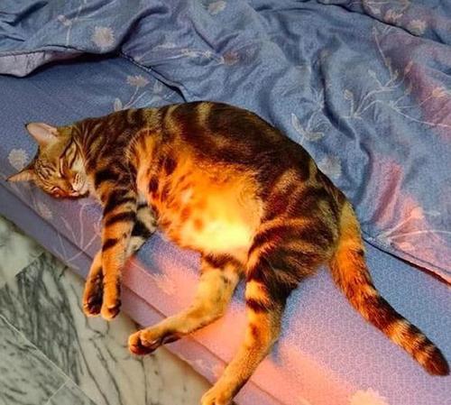 猫咪冬天保暖被,猫咪被冻着了该怎么办呀