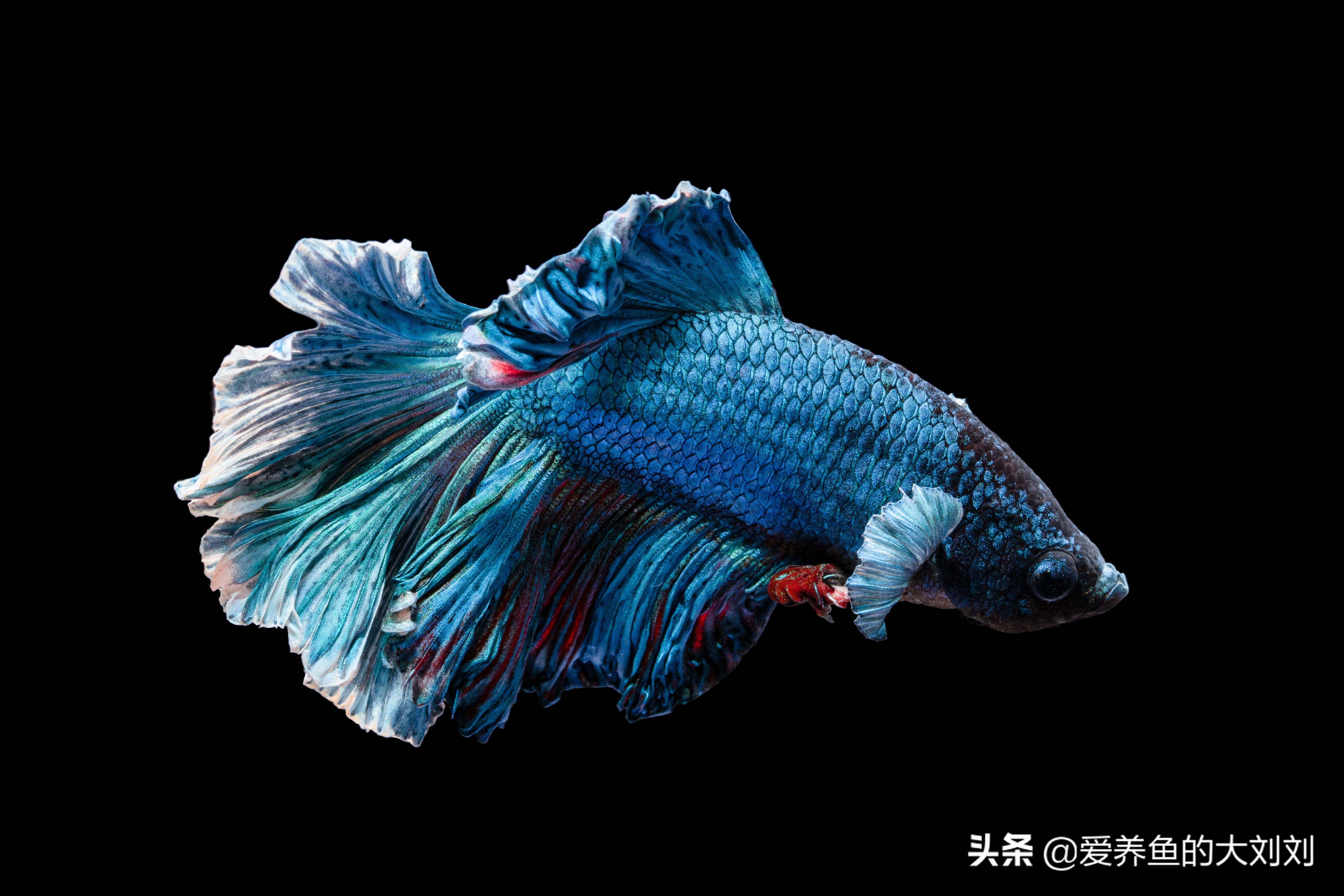 中国斗鱼好养还是泰国斗鱼好养,中国斗鱼和泰国斗鱼有什么区别