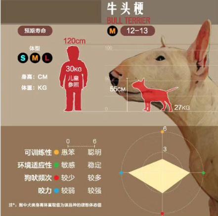 狗狗大讲堂,狗狗们上课去学校