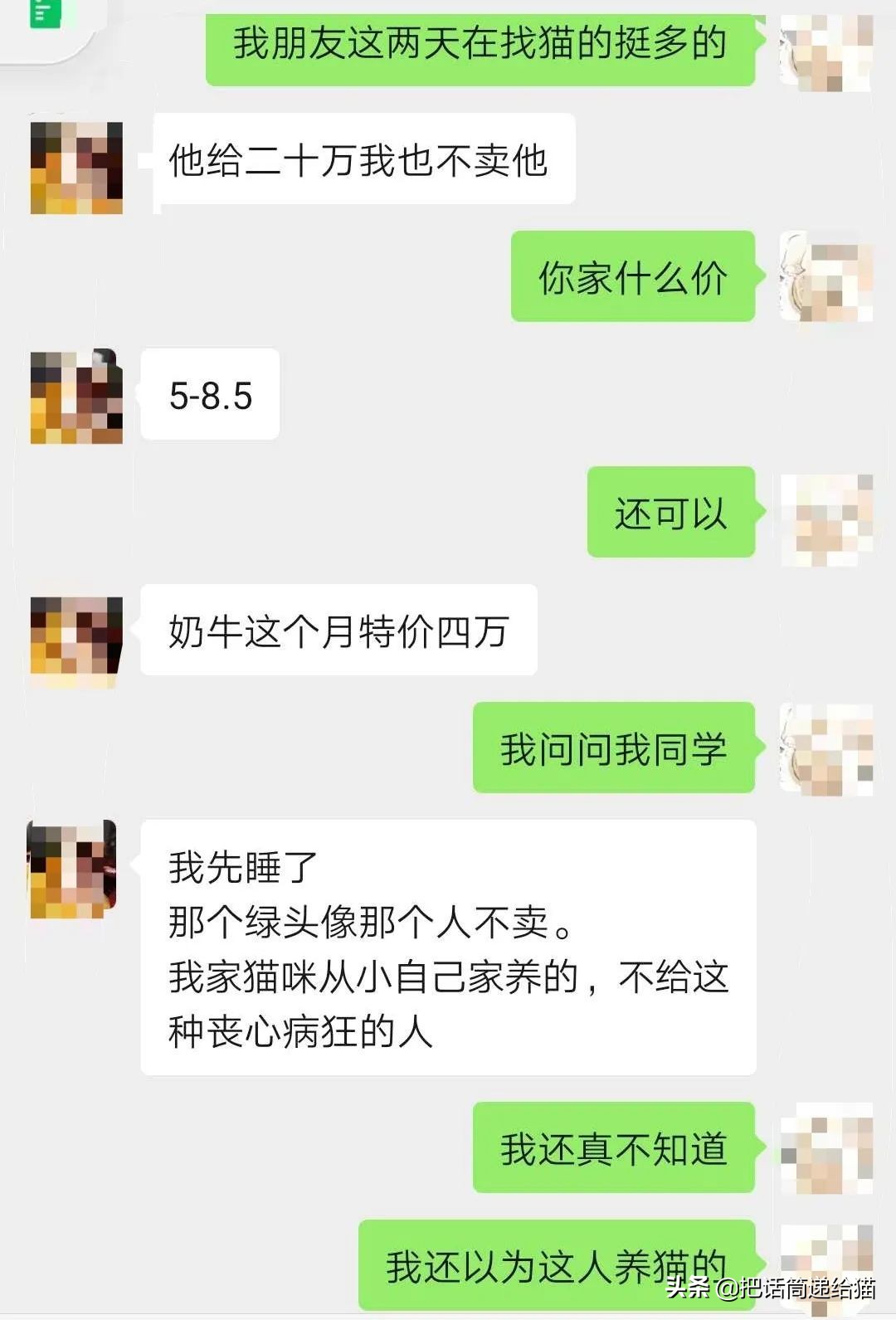 虐猫后良心发现加价“*养送**”？在日本领养流浪猫没你想的那么美好