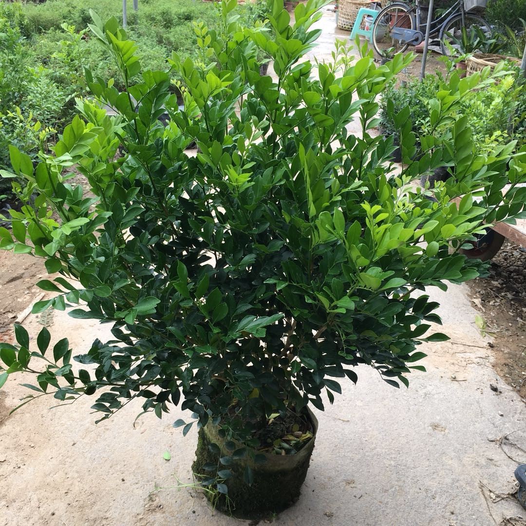 九里香和七里香哪种好养开花香,九里香怎么养才能开花旺盛呢