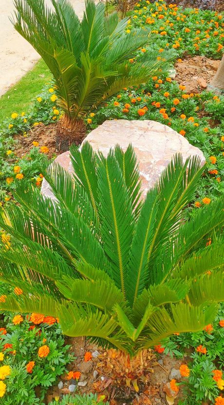 铁树分公铁树母铁树吗,铁树有雄铁树和雌铁树