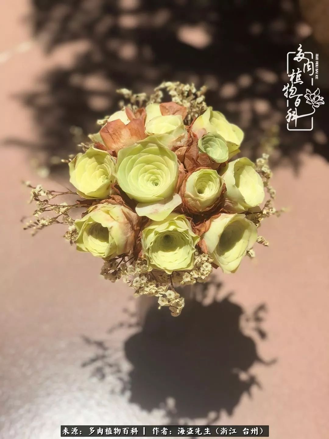 独具魅力的黄玫瑰,黄玫瑰这么美的风景惊艳到你了吗