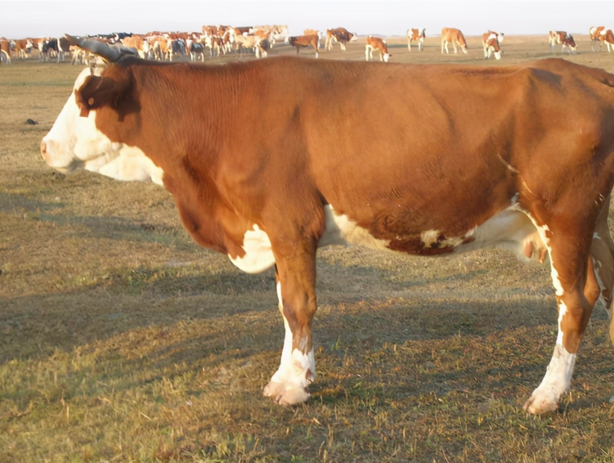 牛得了瘤胃积食一般治愈得几天,牛瘤胃积食症状及治疗