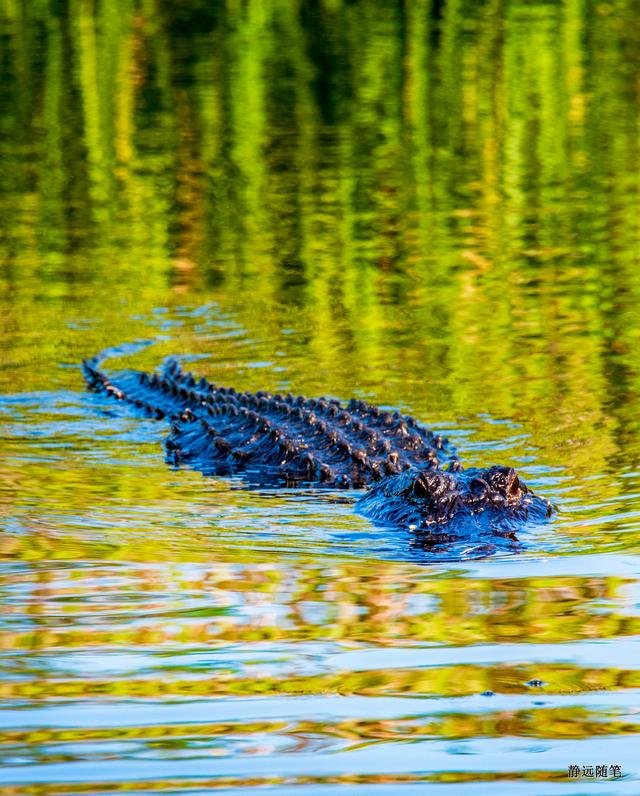 邮轮游记加勒比海,加勒比海邮轮旅游游记