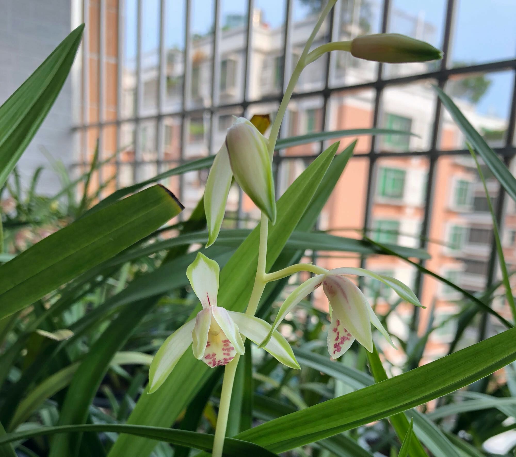 兰花根部长白毛是什么原因,兰花黑根病