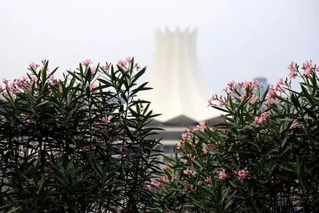 有毒的夹竹桃为什么还这么受欢迎 (夹竹桃是什么地方有毒)