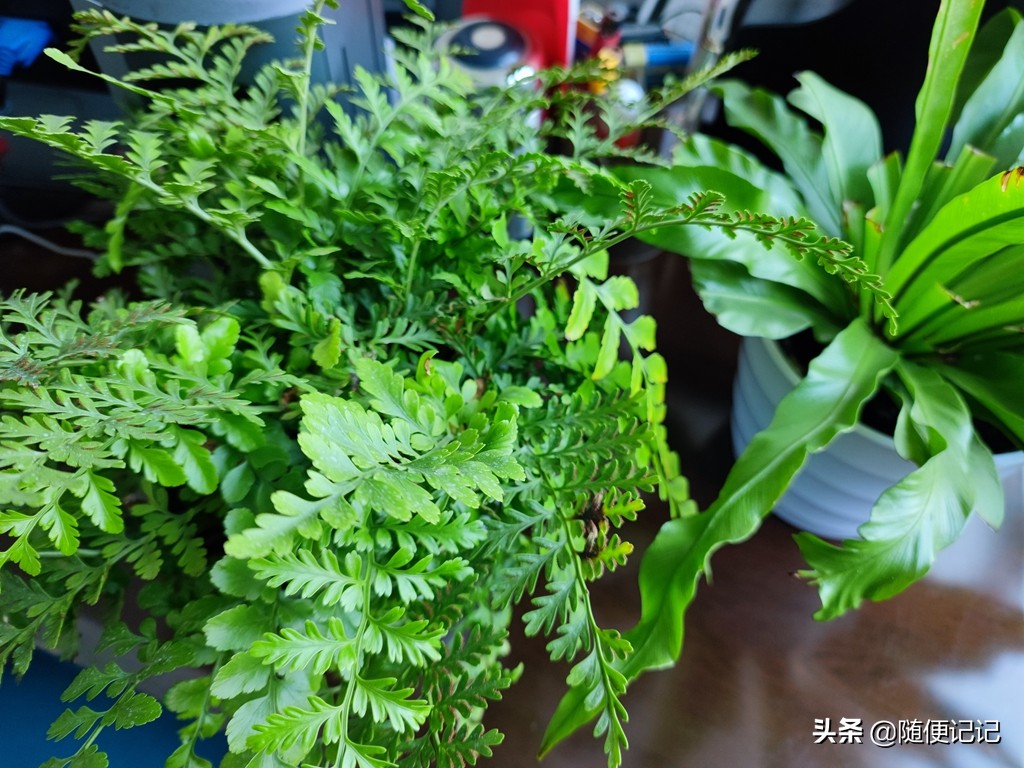 小米note11pro相机怎么设置,小米11u相机怎么设置最佳效果