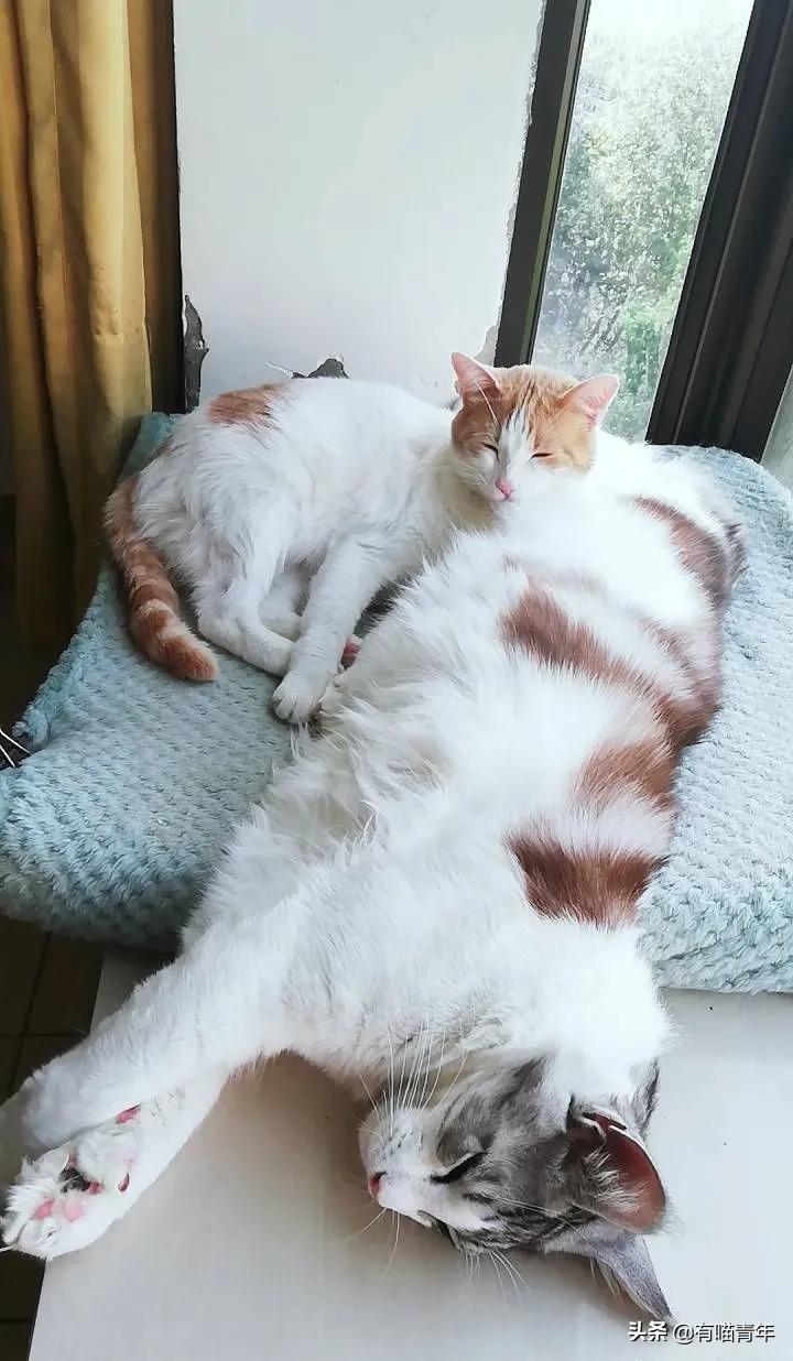 缅因猫看着很吓人但是很温柔,缅因猫真的有20万一只么