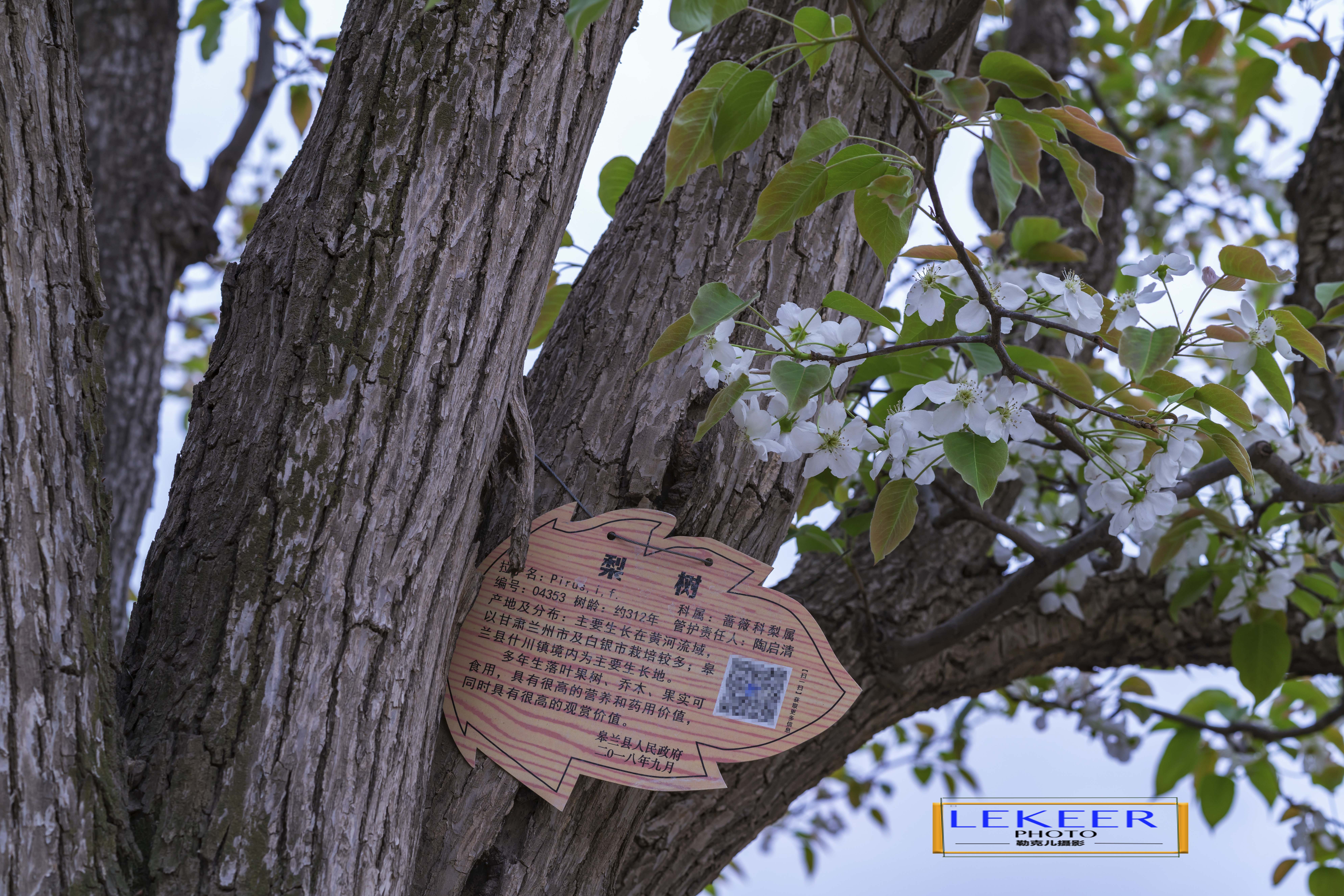 大西北戈壁滩怎么形成的,我国西北地区大戈壁滩形成原因