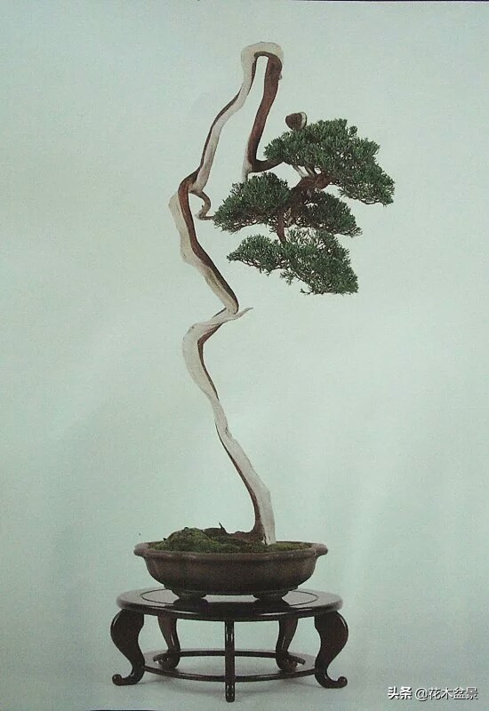 文人树盆景，宣泄一种情绪，吐露一种幽愤