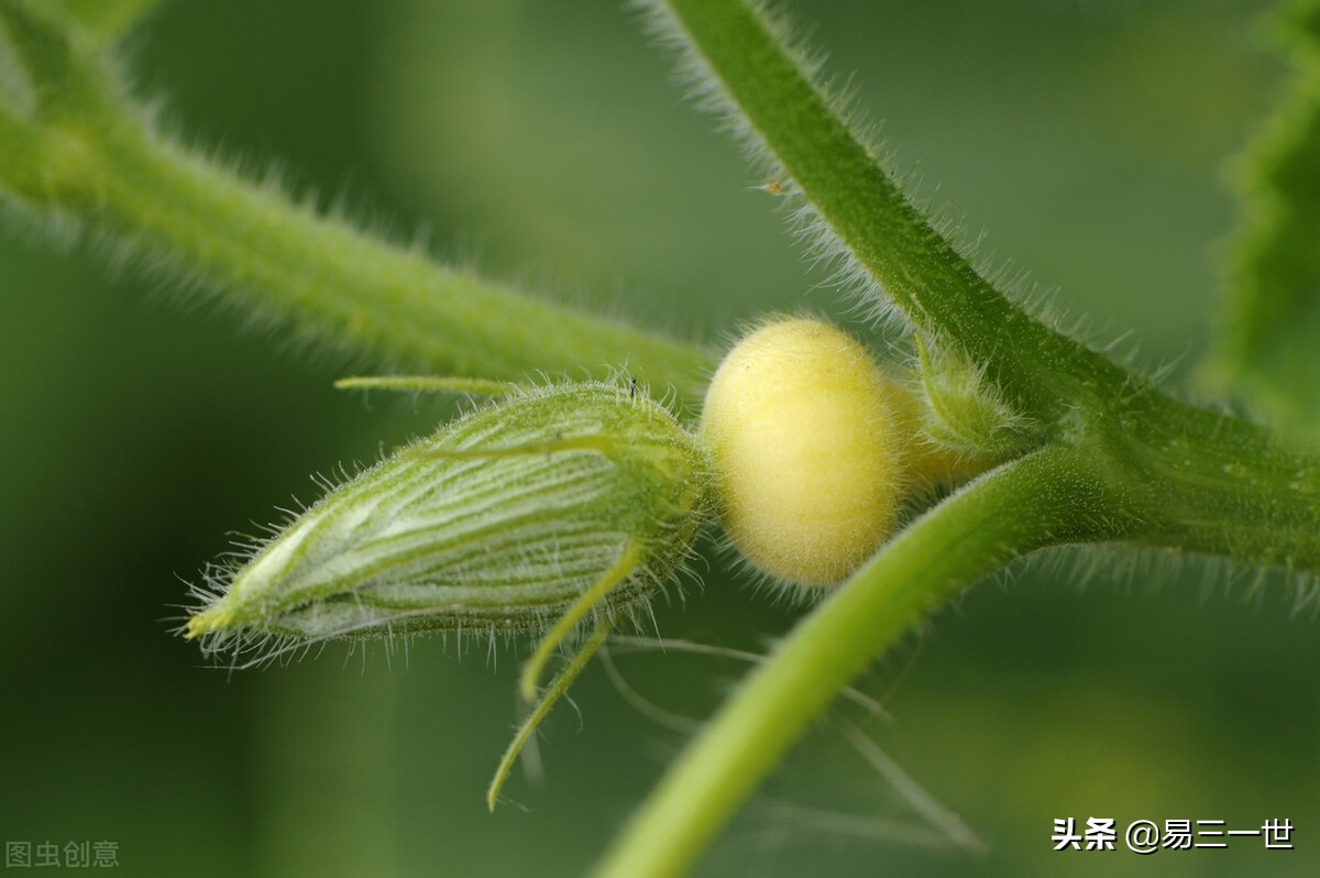 南瓜北瓜是一种瓜吗,南瓜北瓜都是瓜