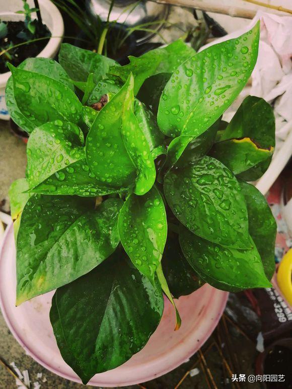 绿萝叶片有黑斑点发黄怎么治,绿萝出现叶子黄应该怎么养护