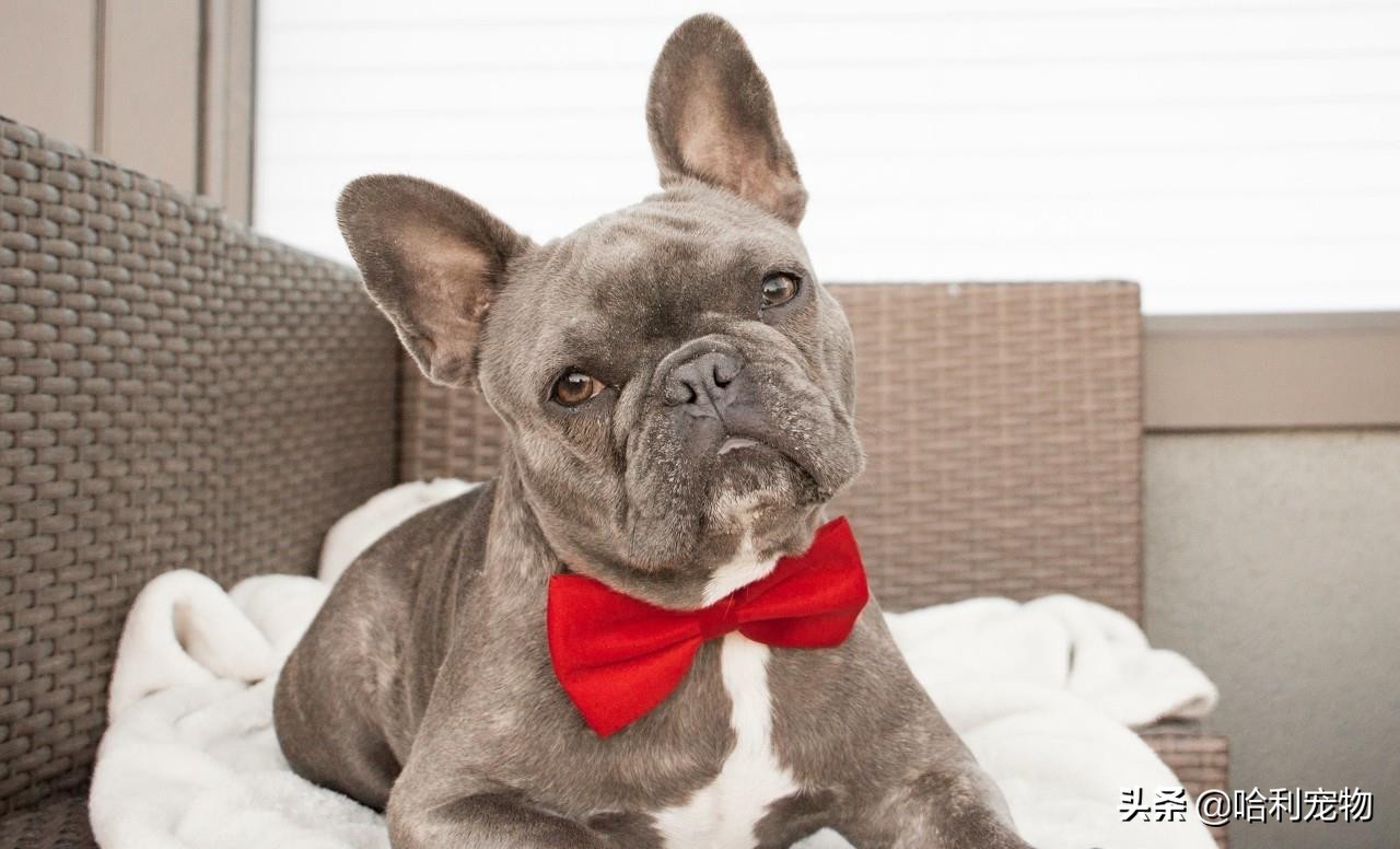 英斗犬和法斗犬区别图片对比大全,法斗犬和英斗犬的区别