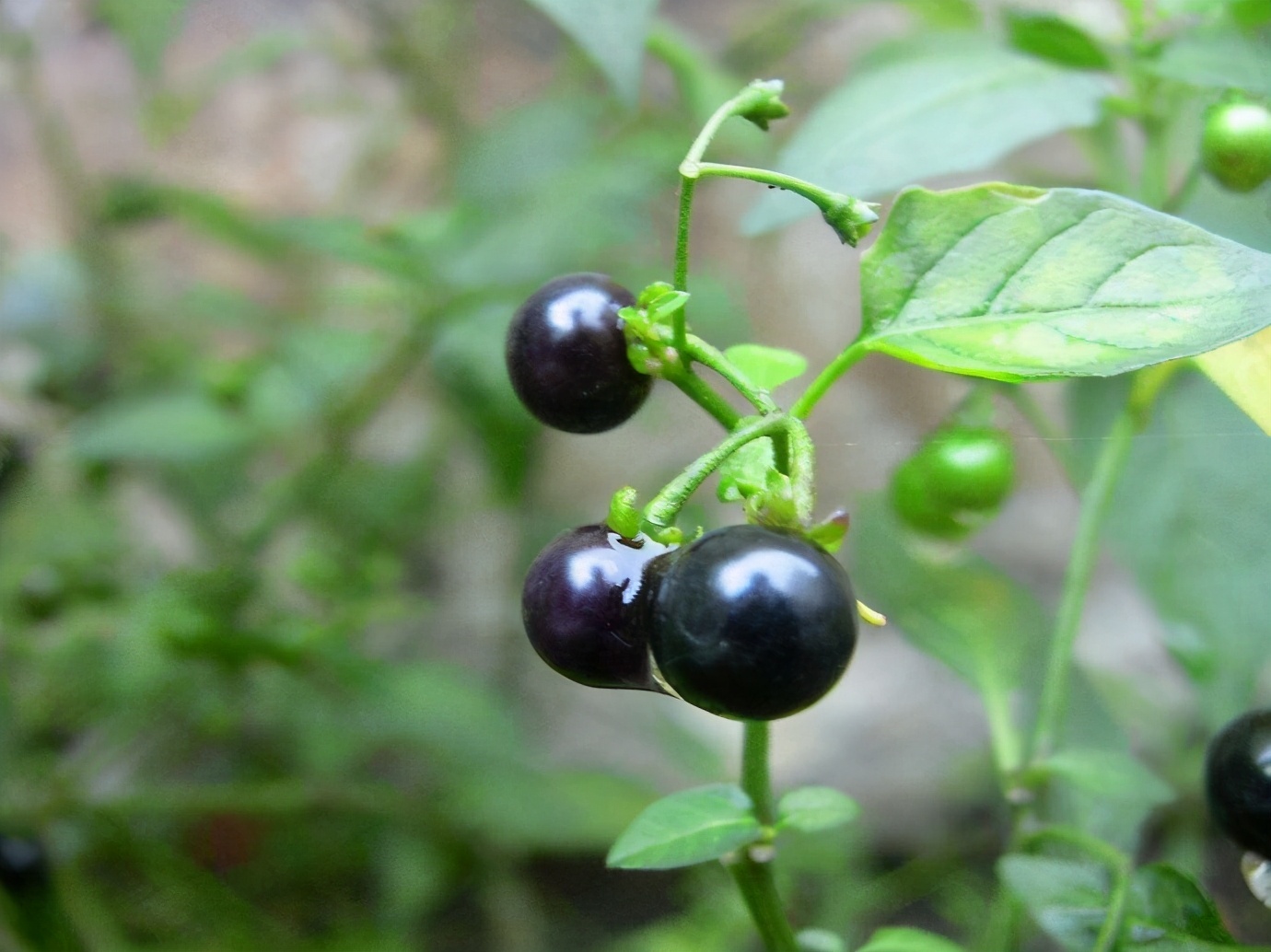 80后的童年吃的野果江西,小时候吃的野果有白汁