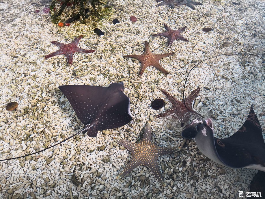 珠海长隆海洋王国攻略2天亲子游,珠海长隆海洋王国亲子游北极熊