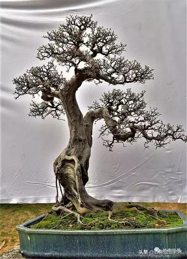 大树型雀梅造型,雀梅盆景怎么养才能爆盆