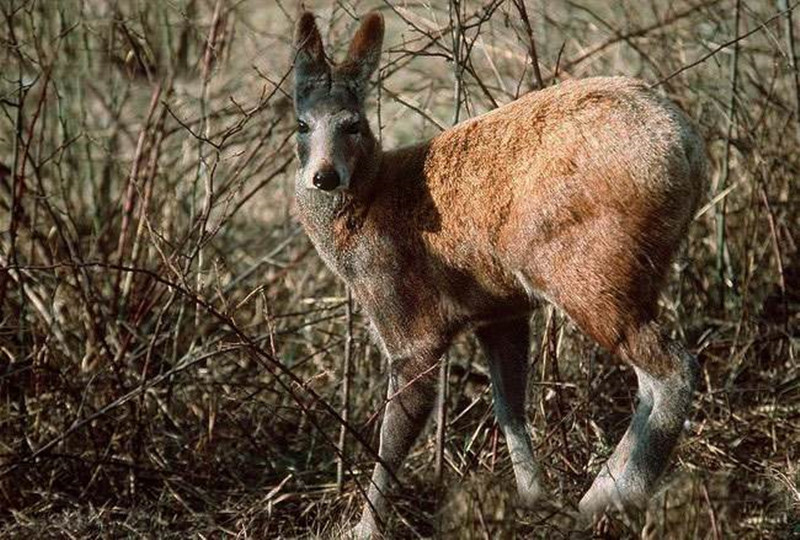 道孚县特色小吃,四川道孚有什么特产
