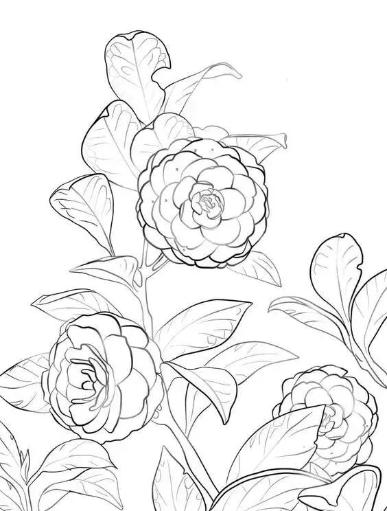 初学者怎么画花卉？11种花卉高清大图送给你，收藏起来临摹学习