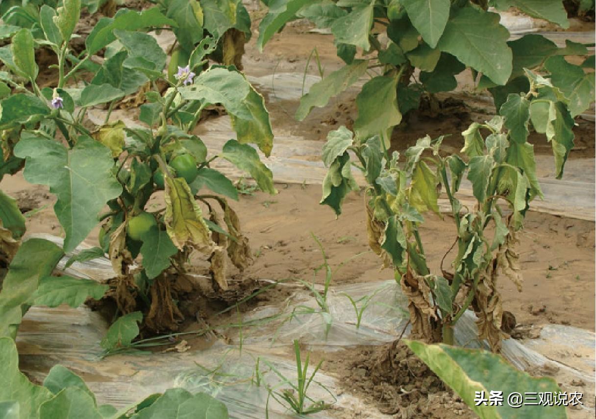 常见的蔬菜根部病害如何科学防治？