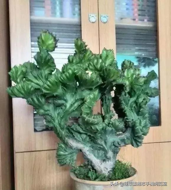 100种常见花卉植物图谱,100种花卉素描图谱