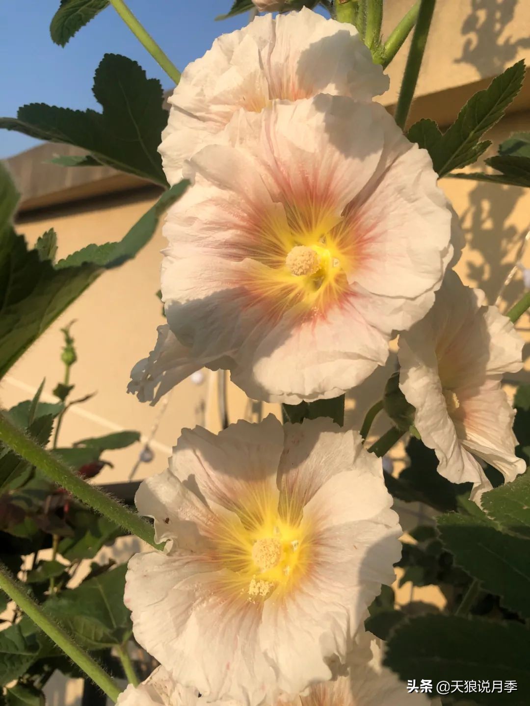 怎么打造露台小花园,如何打理自己的露台小花园